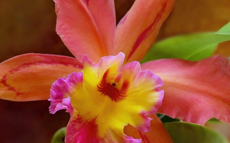 Costa rican flower