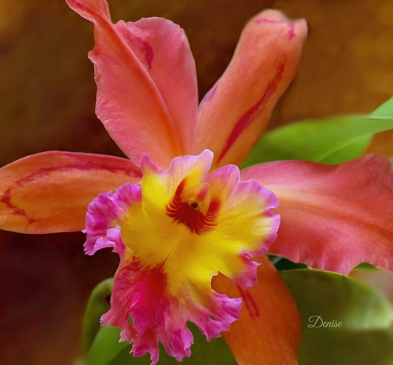 Costa rican flower