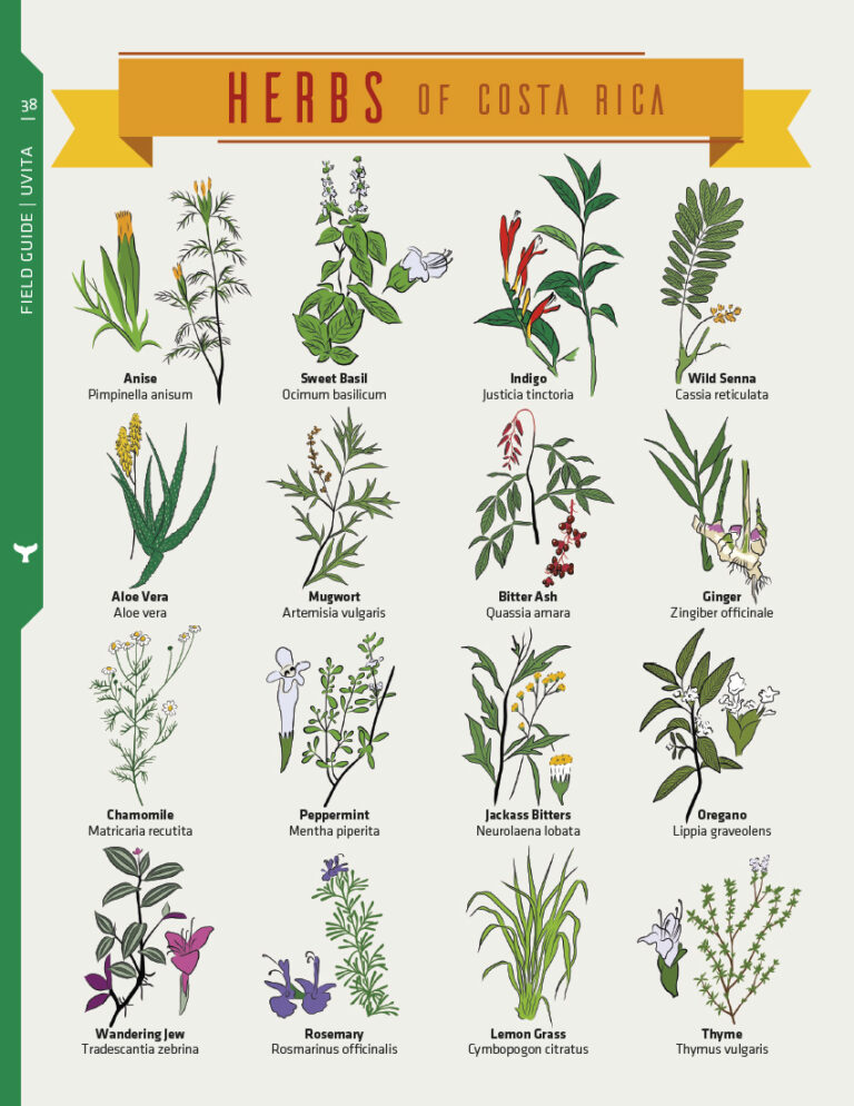 Costa Rica Herbs Chart Infographic | Costa Pacifica LIVING