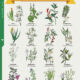 Costa Rica Herbs Chart Infographic | Costa Pacifica LIVING