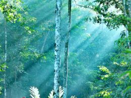 Tree Planting Costa Rica | Costa Pacifica LIVING