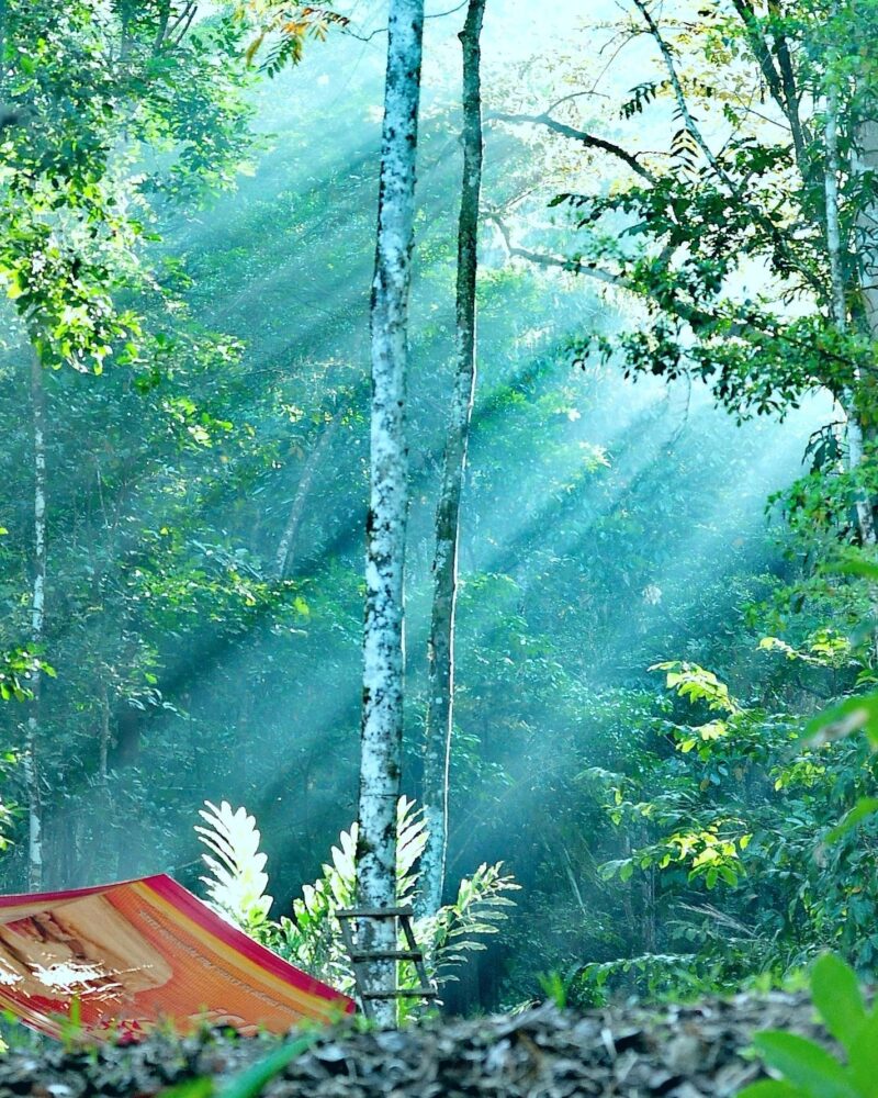 Tree Planting Costa Rica | Costa Pacifica LIVING