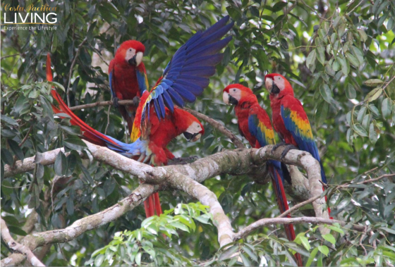Sierpe Costa Rica mangrove macaws - Costa Pacifica Living