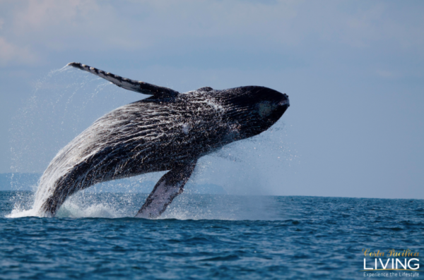 Whale watching Puerto Jimenez Costa Rica - Costa Pacifica LIVING