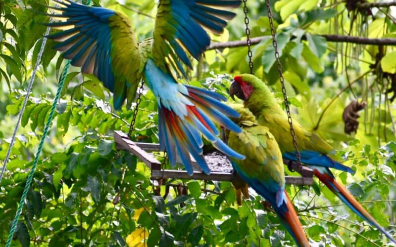Blue parrots in Costa Rica - Photo by Claudia-Languth