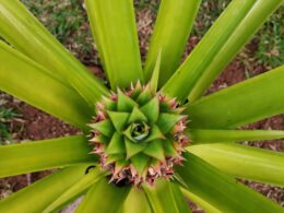 Baby pineapple view from above - Photo by Nikki Whelan