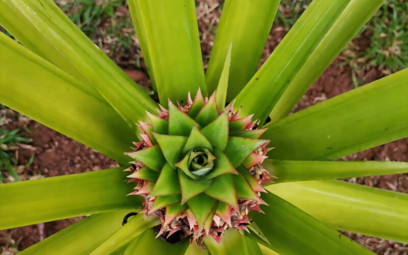 Baby pineapple view from above - Photo by Nikki Whelan