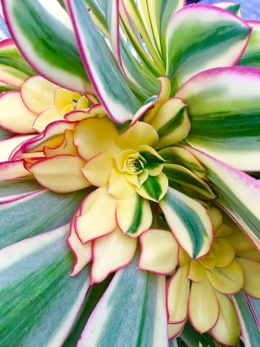 Flower bloom, Costa Rica - Photo by Susanne Jenner Thomas