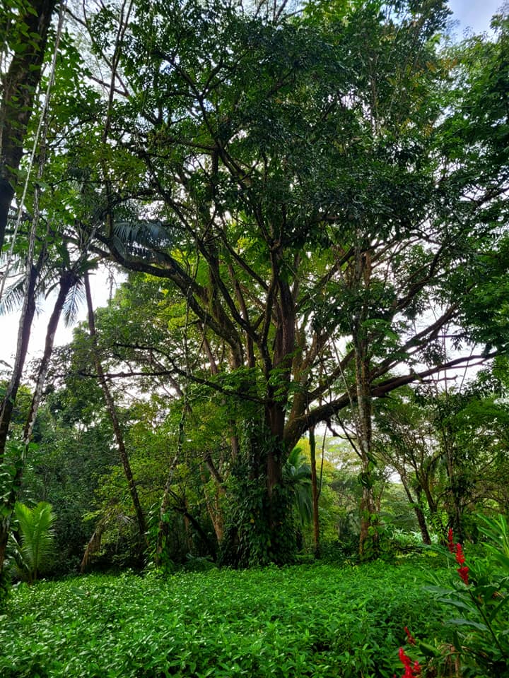 Jungle canopy - Photo by Keith Sales