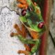 Red Eye Tree Frog, Costa Rica