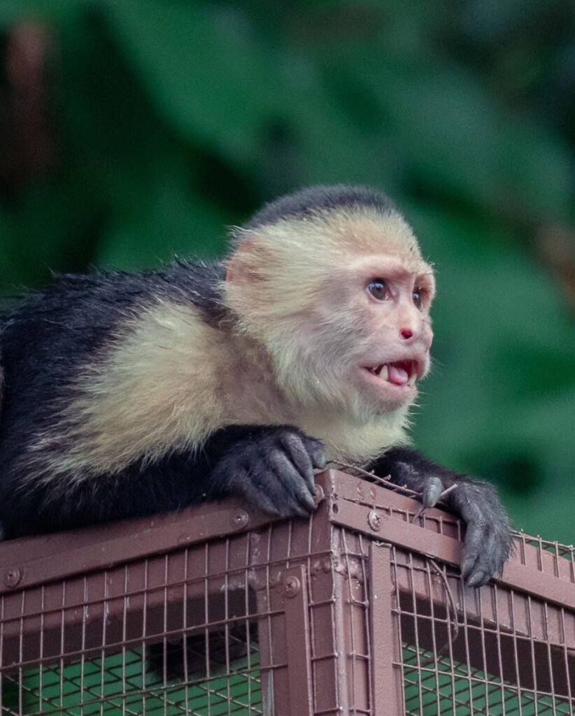 White faced monkey at Alturas Wildlife Sanctuary