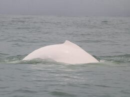 An albino humpback whale was spotted in Marino Ballena National Park - Photo by Junior Monge