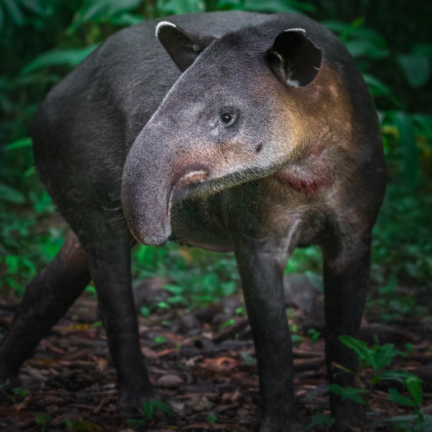 Tapir in Corcovado National Park, Costa Rica