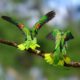 Green parrots, photo by Denise Shreve Johnson