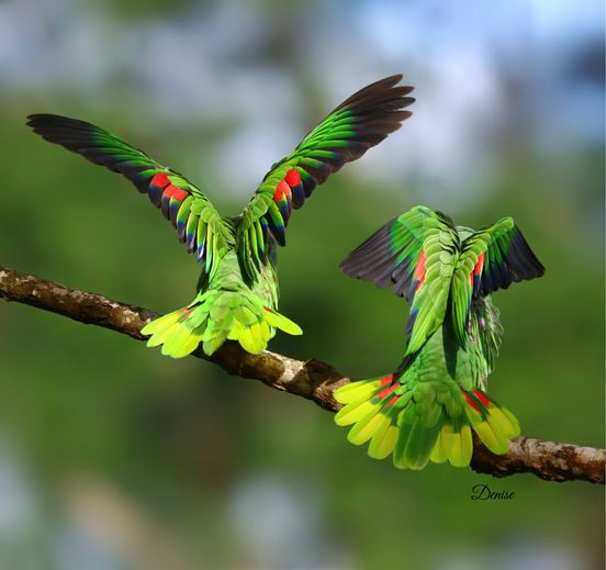 Green parrots, photo by Denise Shreve Johnson