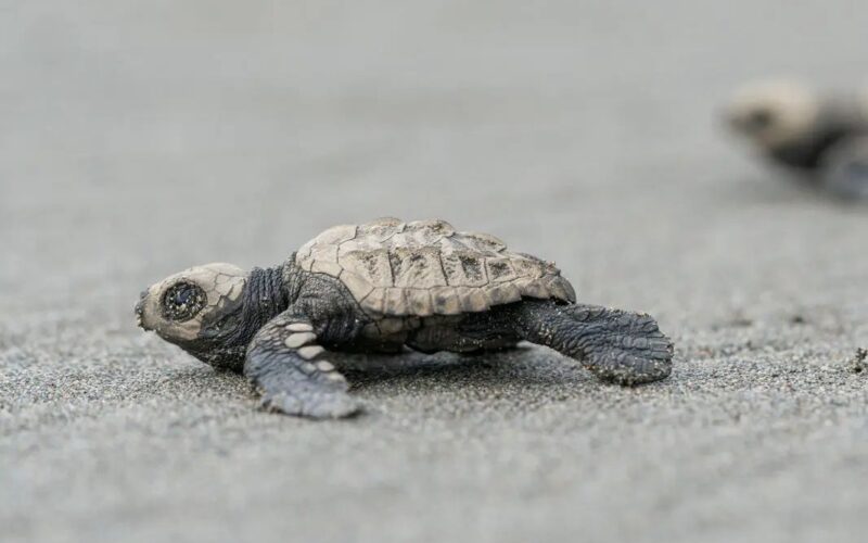 Turtle release at Reserva Playa Tortuga
