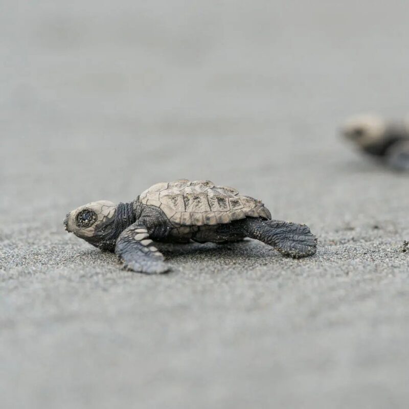 Turtle release at Reserva Playa Tortuga