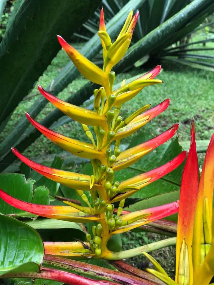 Heliconia, Photo by Rob Peterson